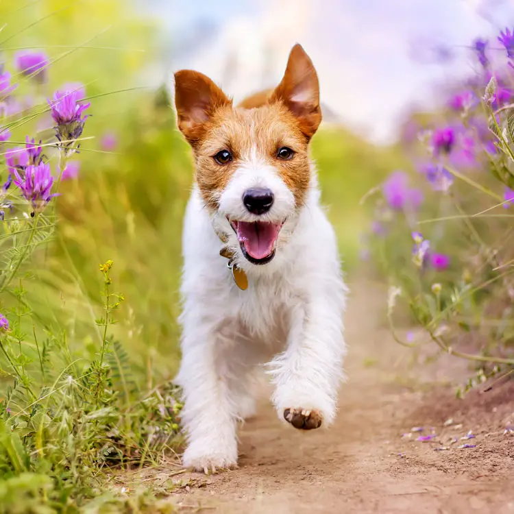 Jack russell