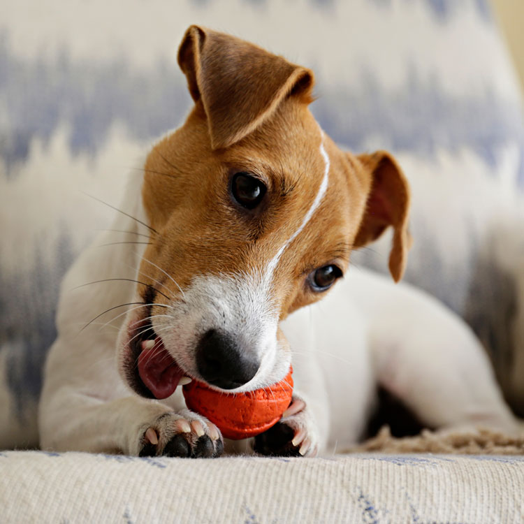 Jack russell — vue complémentaire