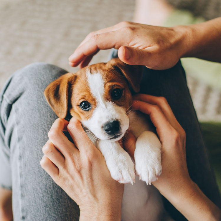 Jack russell — vue complémentaire