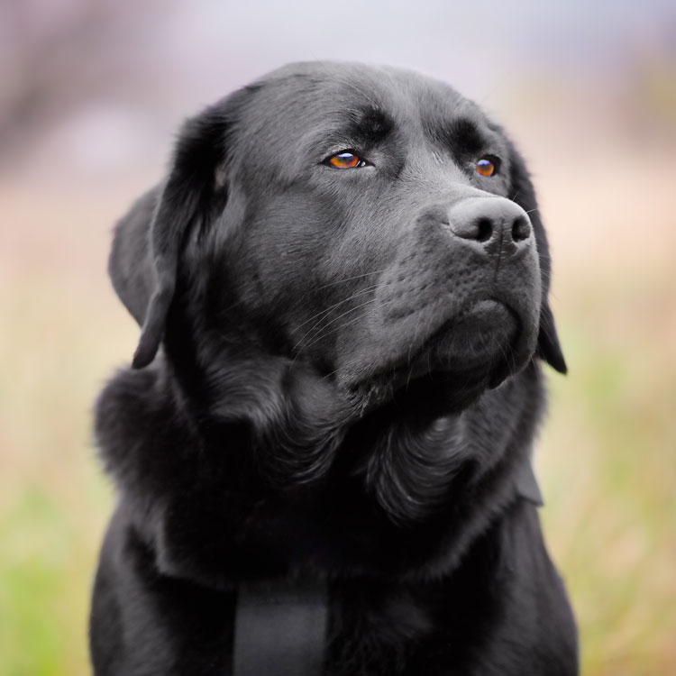 Labrador — vue complémentaire