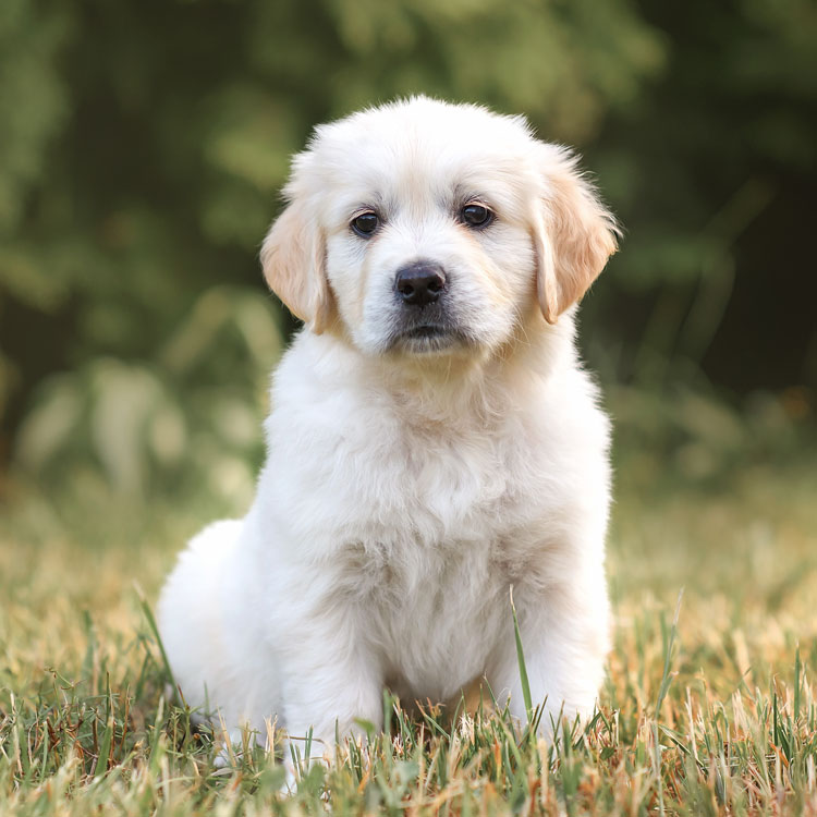 Labrador — vue complémentaire