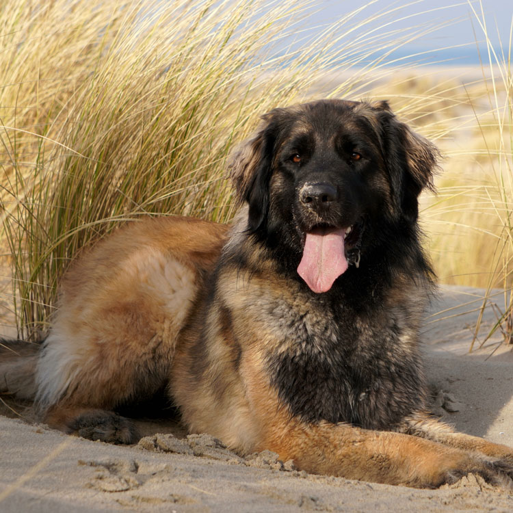 Leonberg — vue complémentaire