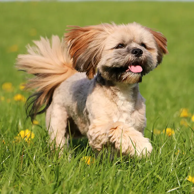 Lhassa apso : préparer le choix d’une assurance santé