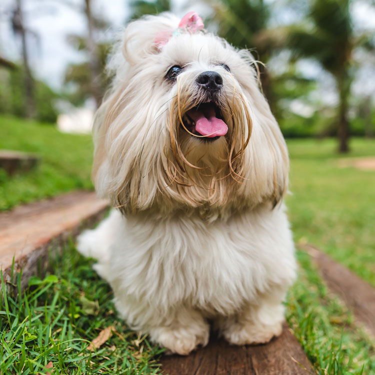 Lhassa apso — vue complémentaire