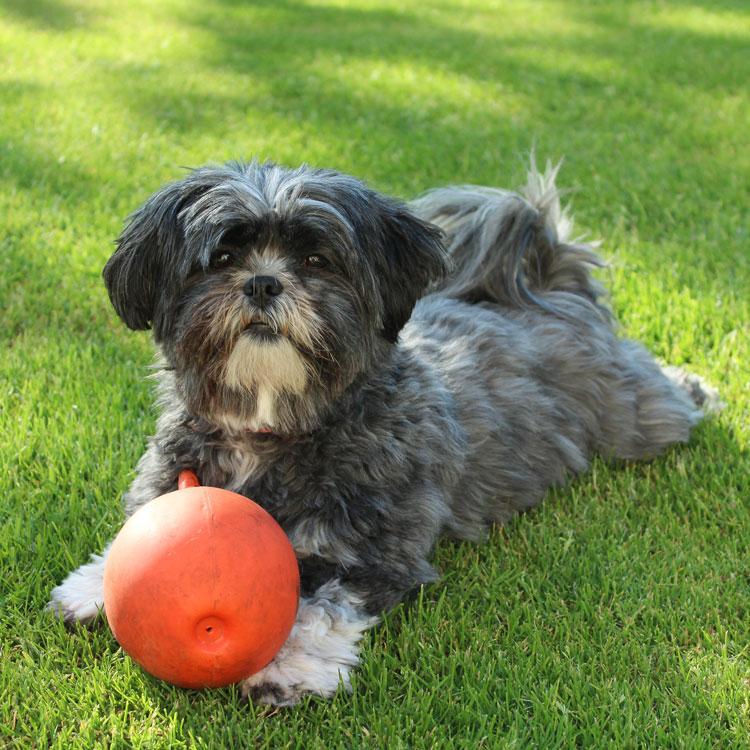 Lhassa apso — vue complémentaire