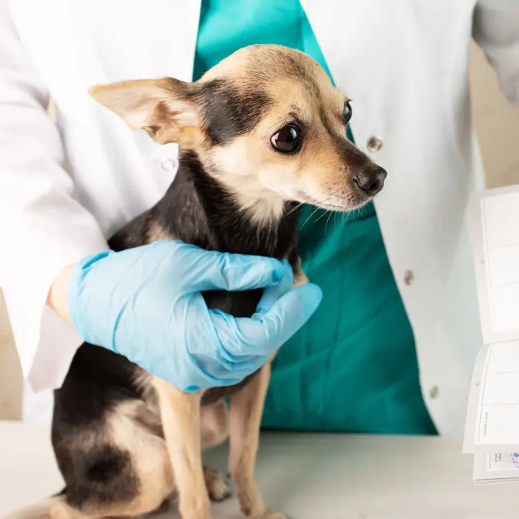 Lovys : fiche d’analyse de l’assurance animale