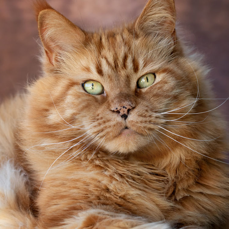 Maine Coon — vue complémentaire