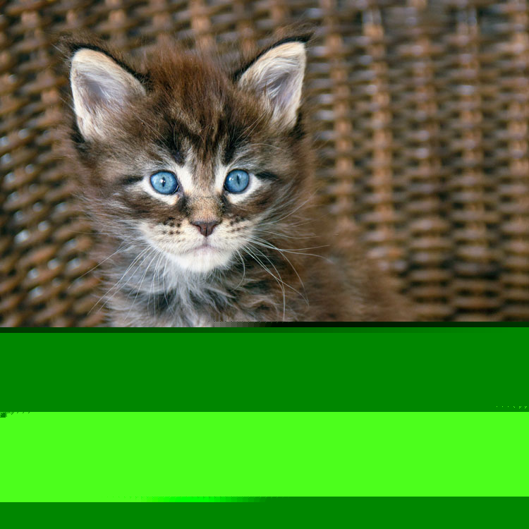 Maine Coon — vue complémentaire