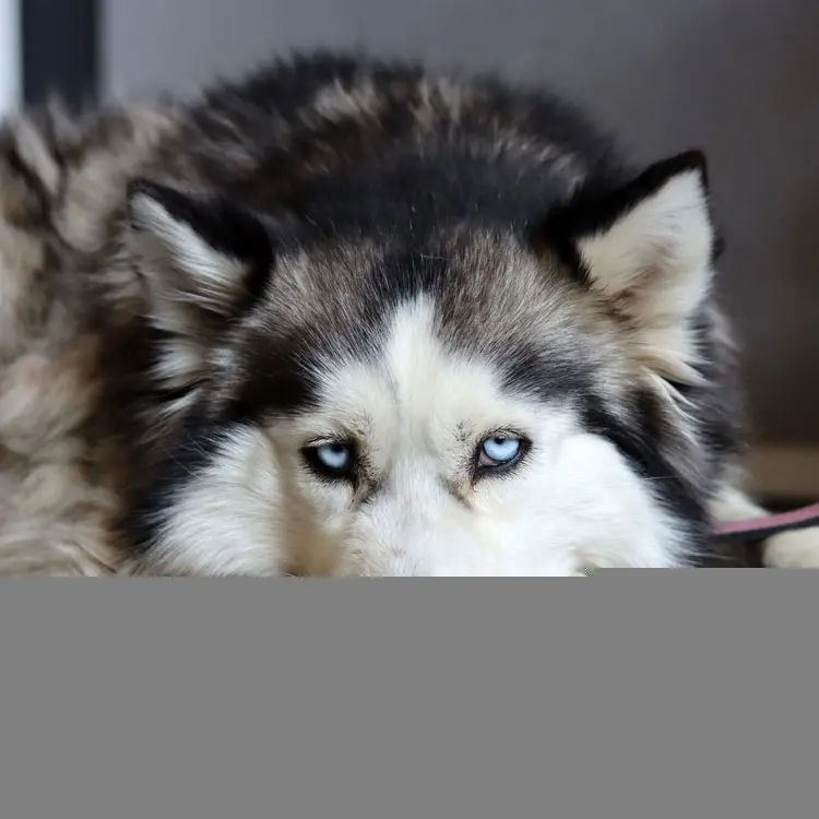 Malamute : préparer le choix d’une assurance santé