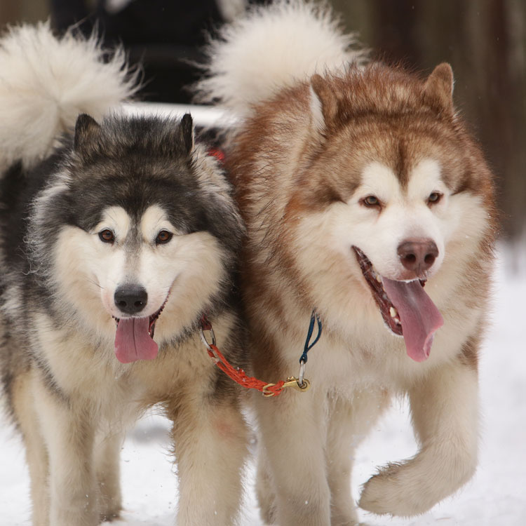 Malamute — vue complémentaire