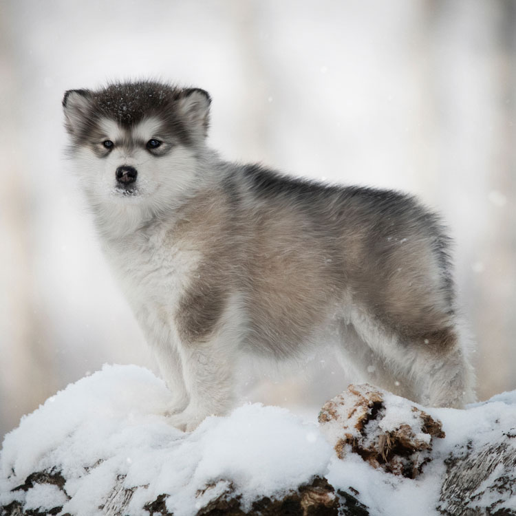 Malamute — vue complémentaire