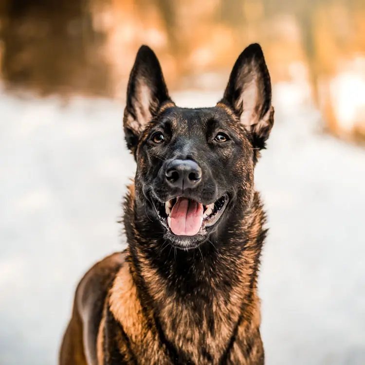 Malinois : préparer le choix d’une assurance santé