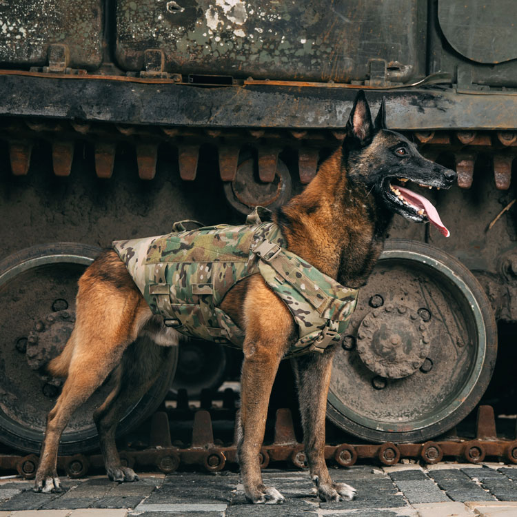 Malinois — vue complémentaire