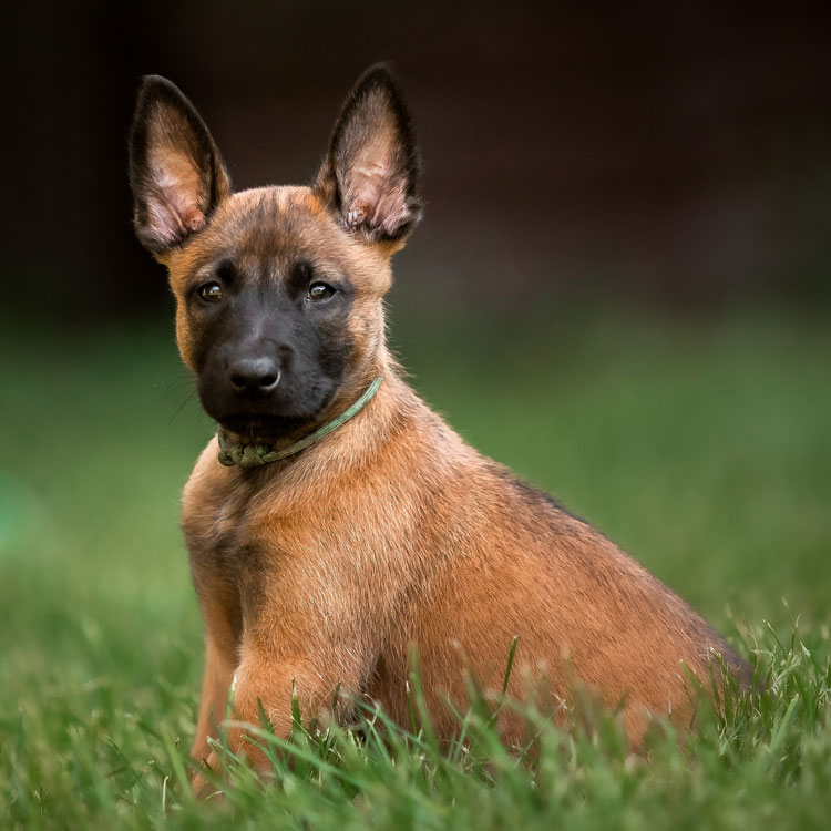 Malinois — vue complémentaire
