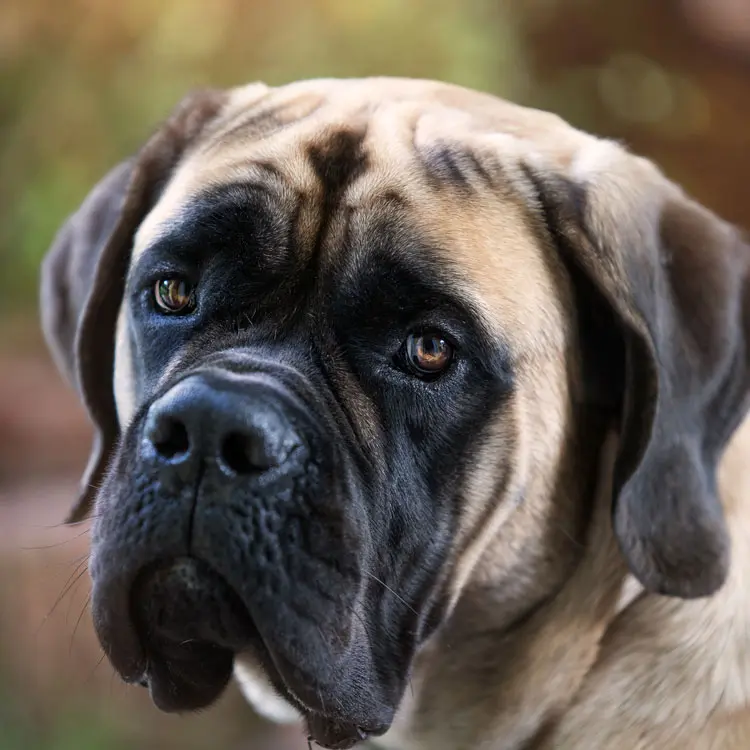 Mastiff : préparer le choix d’une assurance santé