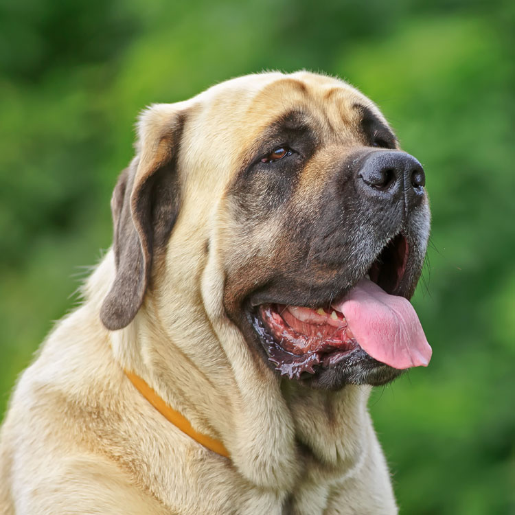 Mastiff — vue complémentaire
