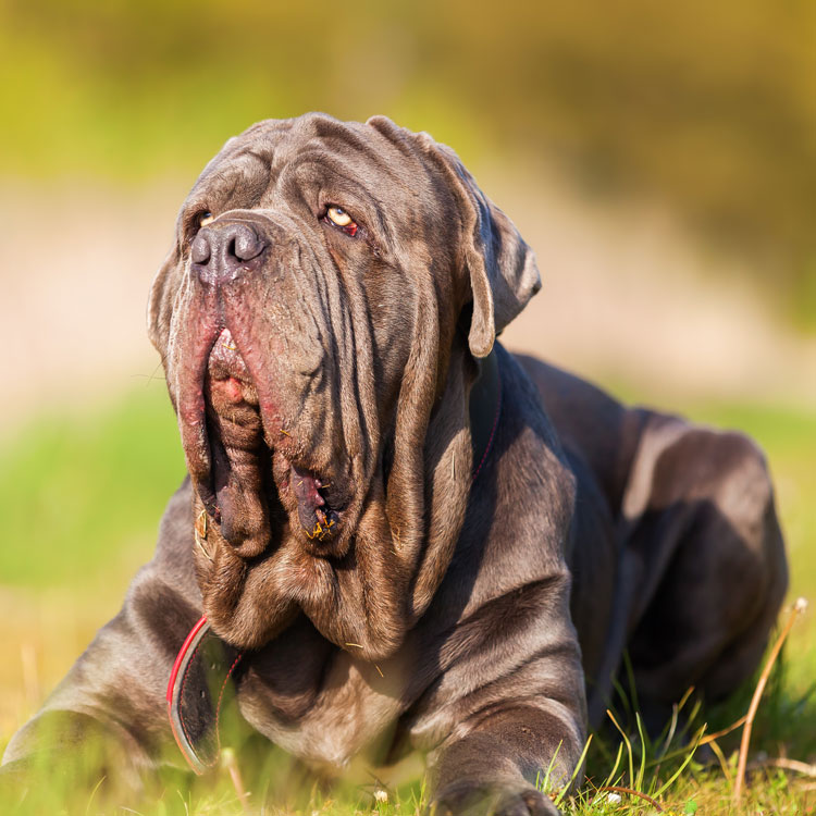 Mastiff — vue complémentaire
