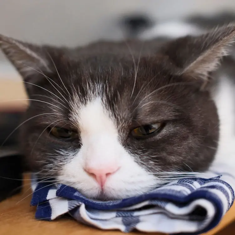 Portrait de Munchkin