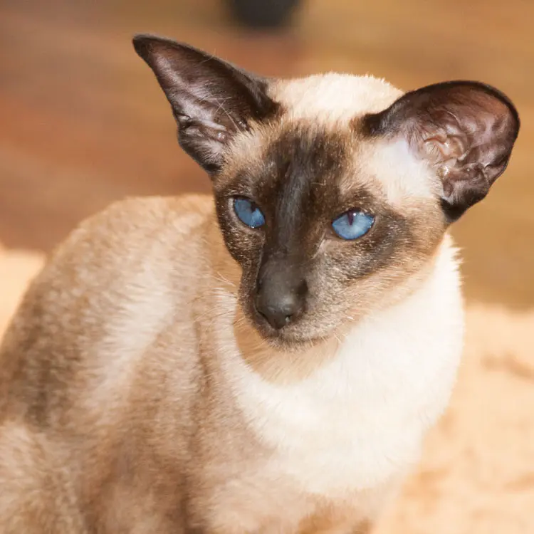 Portrait de Oriental Shorthair