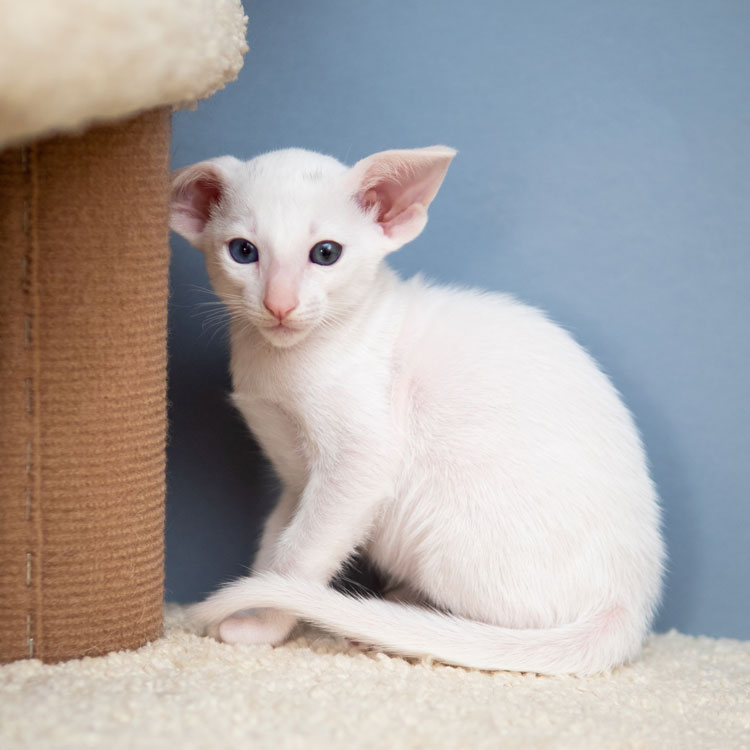 Oriental Shorthair — vue complémentaire