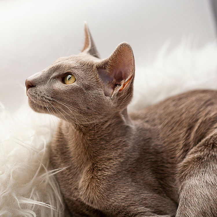 Oriental Shorthair — vue complémentaire