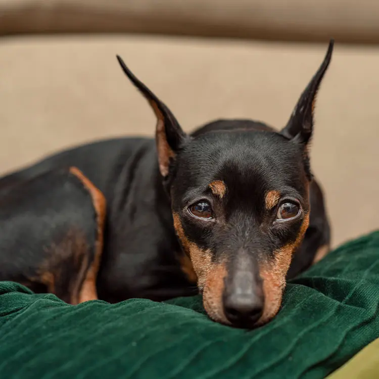 Pinscher nain : préparer le choix d’une assurance santé