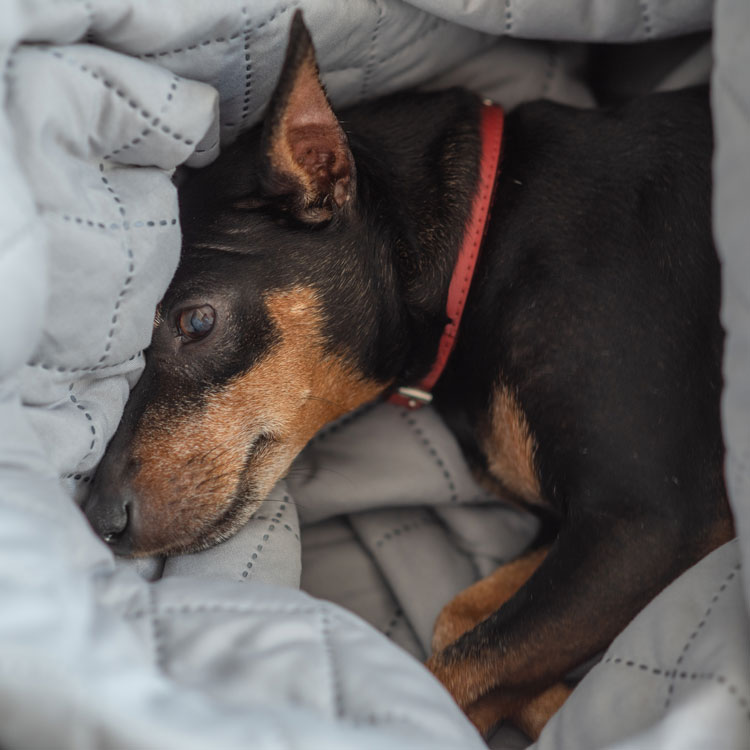 Pinscher nain — vue complémentaire