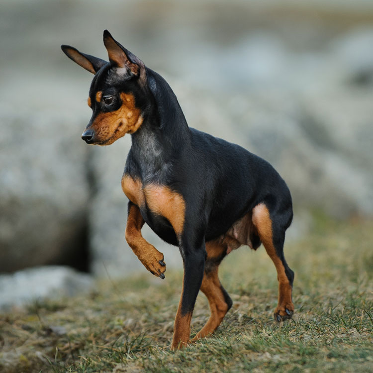 Pinscher nain — vue complémentaire