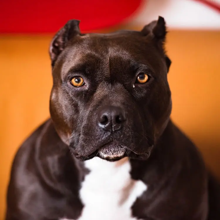 Pitbull : préparer le choix d’une assurance santé