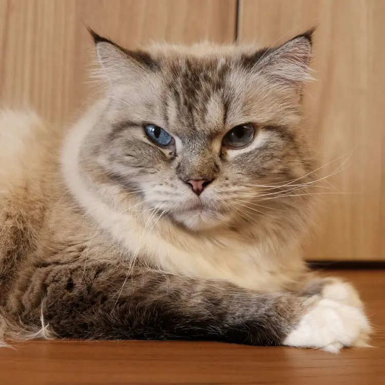 Assurance chaton : âge, carence et premiers soins