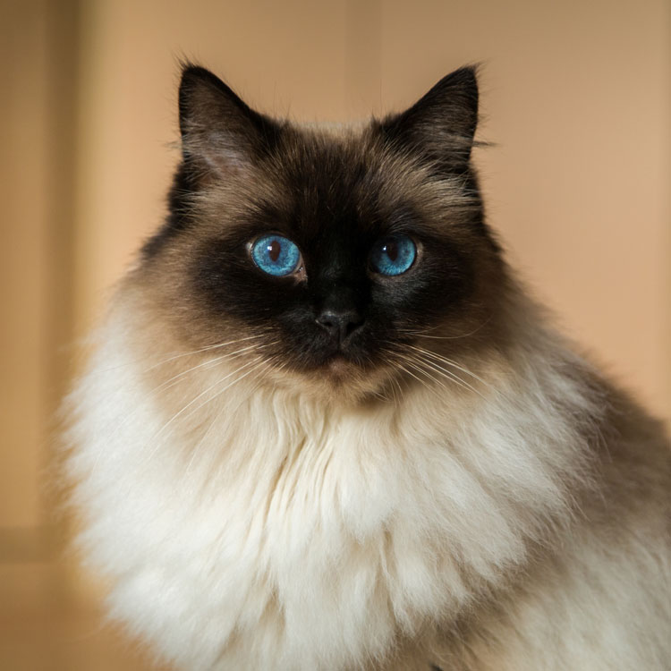 Ragdoll — vue complémentaire