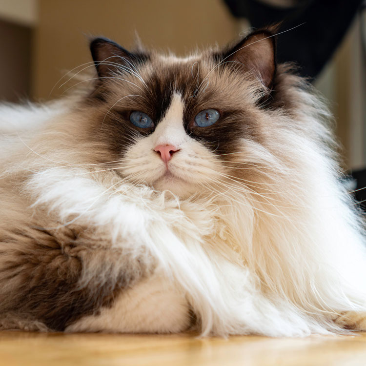 Ragdoll — vue complémentaire