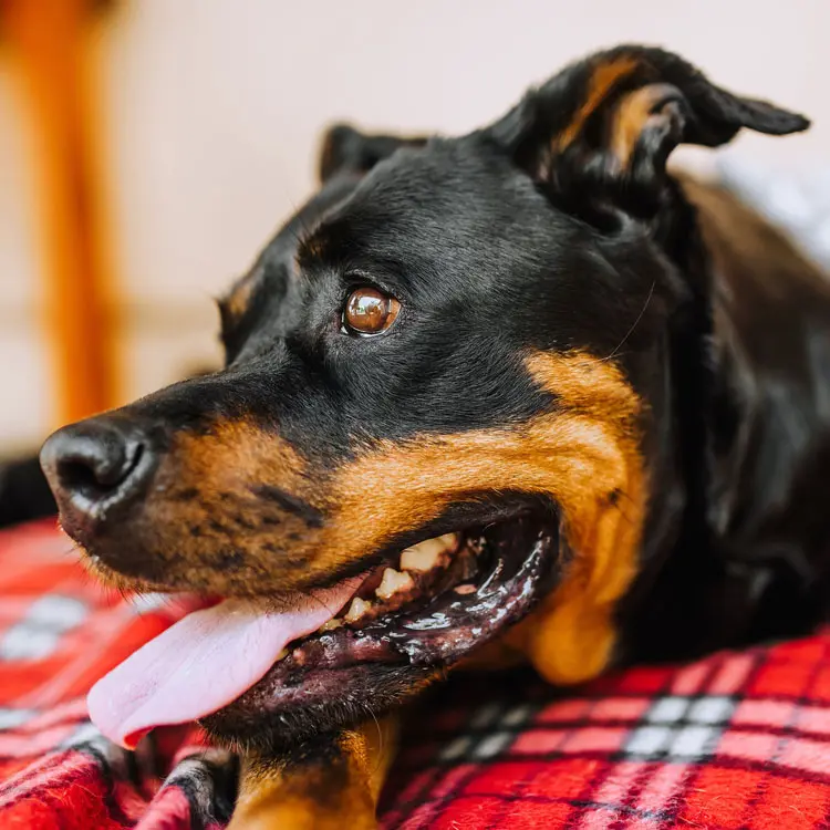 Rottweiler : préparer le choix d’une assurance santé
