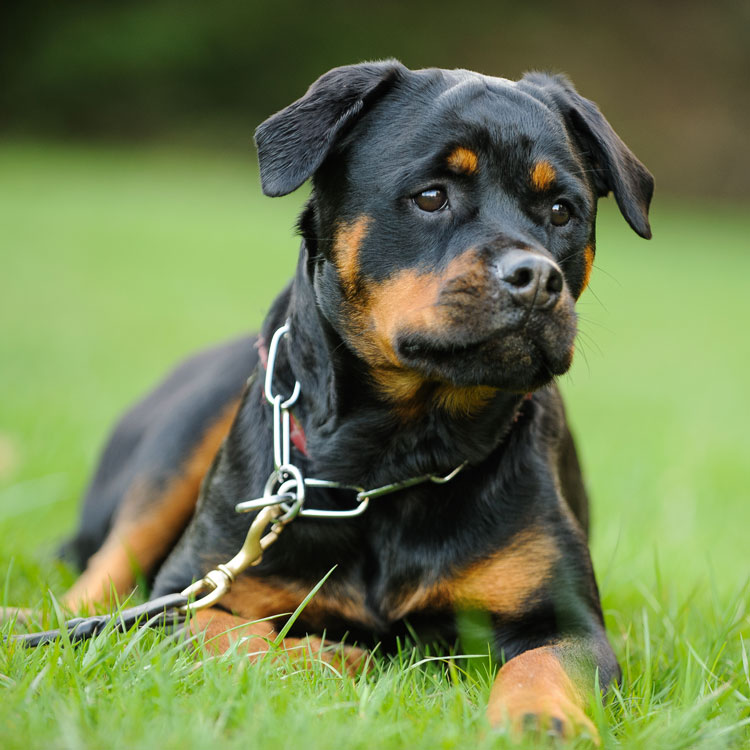 Rottweiler — vue complémentaire