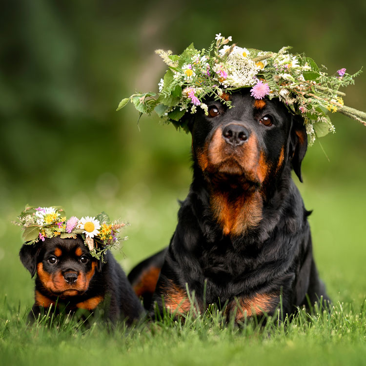 Rottweiler — vue complémentaire