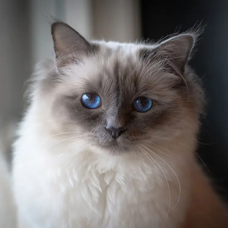 Portrait de Sacré de Birmanie