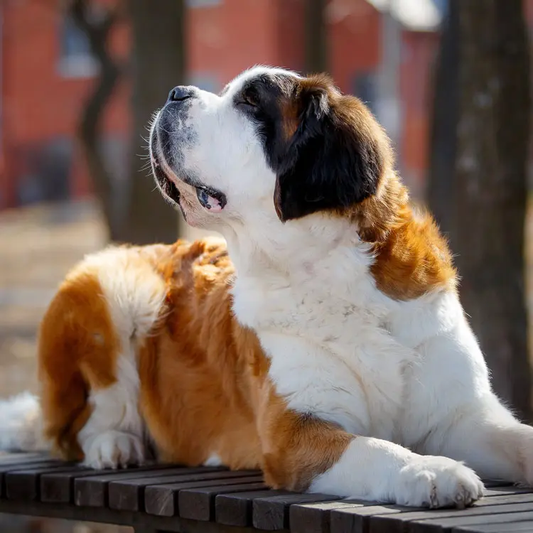 Portrait de Saint-Bernard