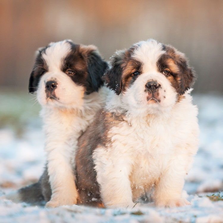Saint-Bernard — vue complémentaire