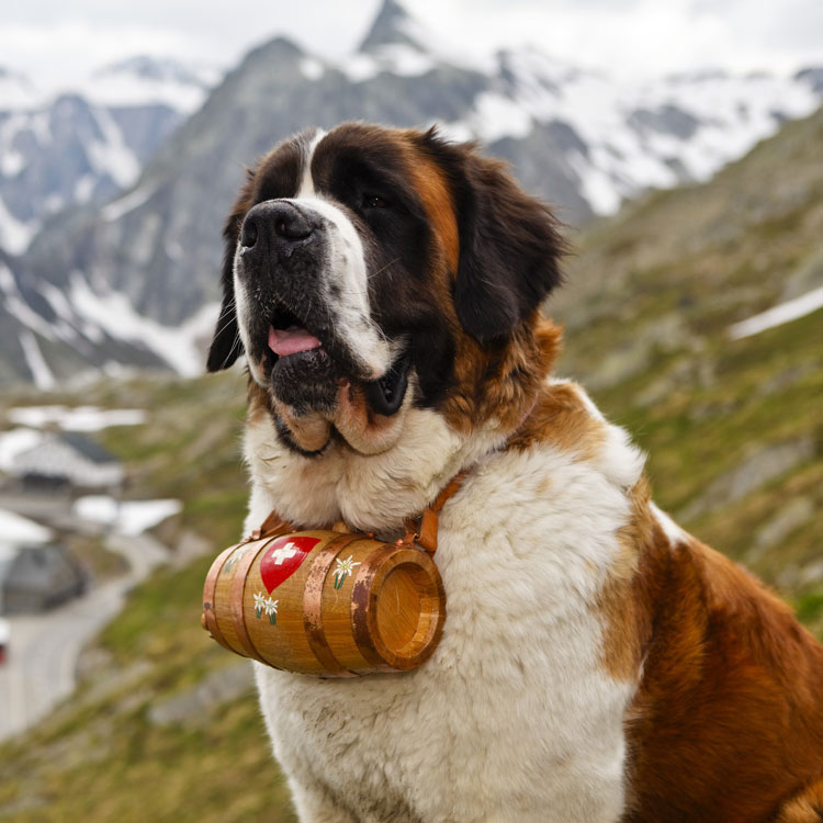Saint-Bernard — vue complémentaire