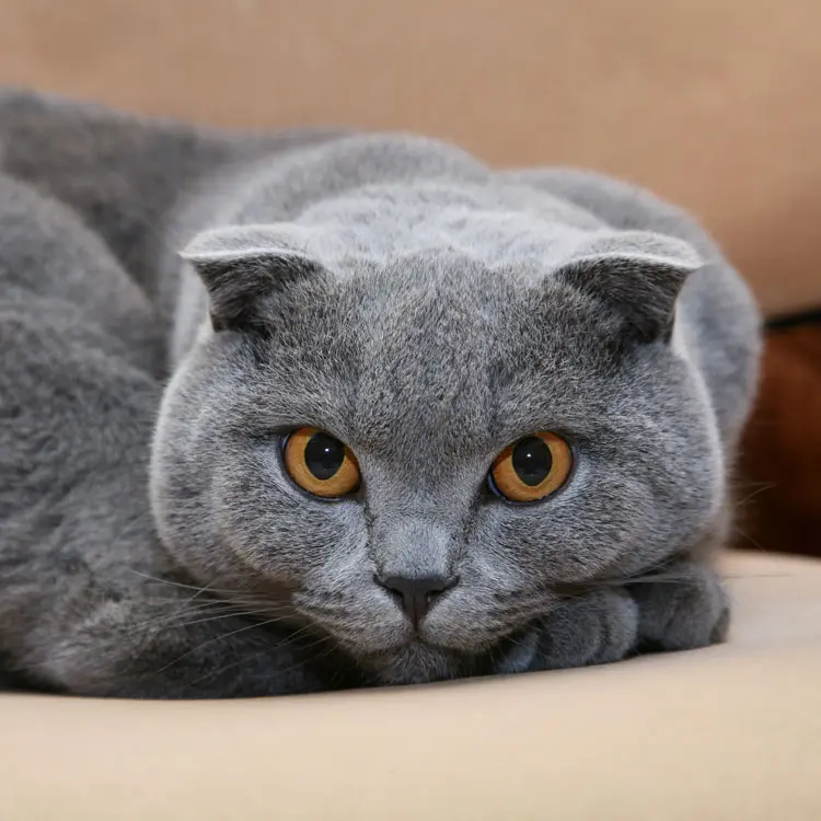 Portrait de Scottish Fold