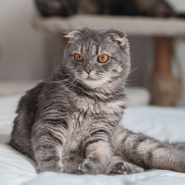 Scottish Fold — vue complémentaire