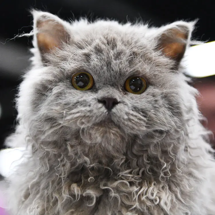 Portrait de Selkirk Rex