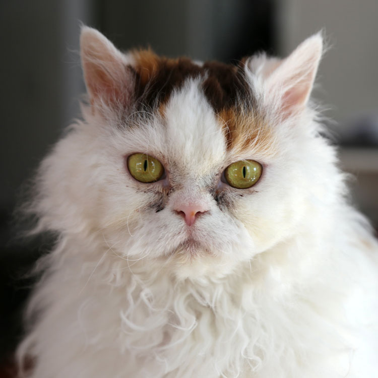 Selkirk Rex — vue complémentaire