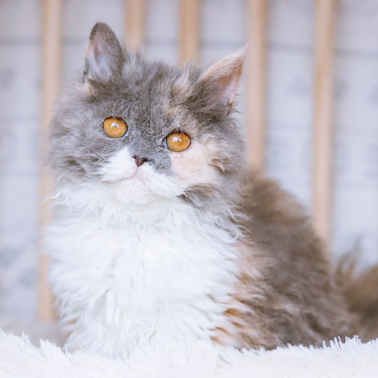 Selkirk Rex — vue complémentaire