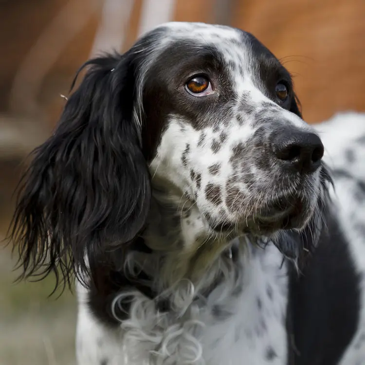 Setter anglais : préparer le choix d’une assurance santé