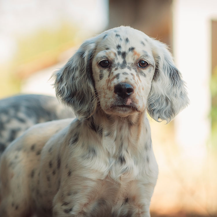 Setter anglais — vue complémentaire