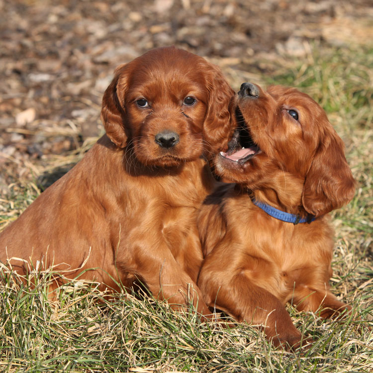 Setter irlandais — vue complémentaire