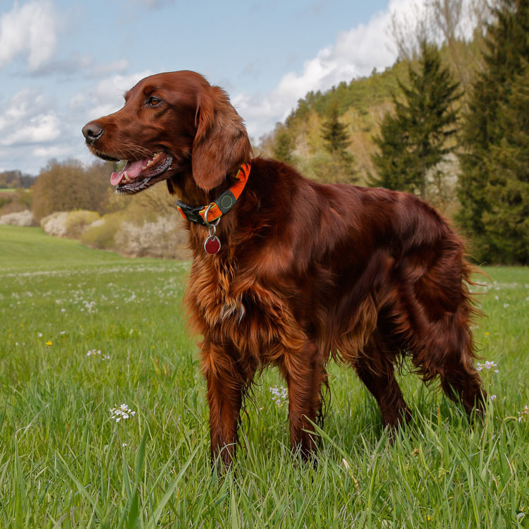 Setter irlandais — vue complémentaire