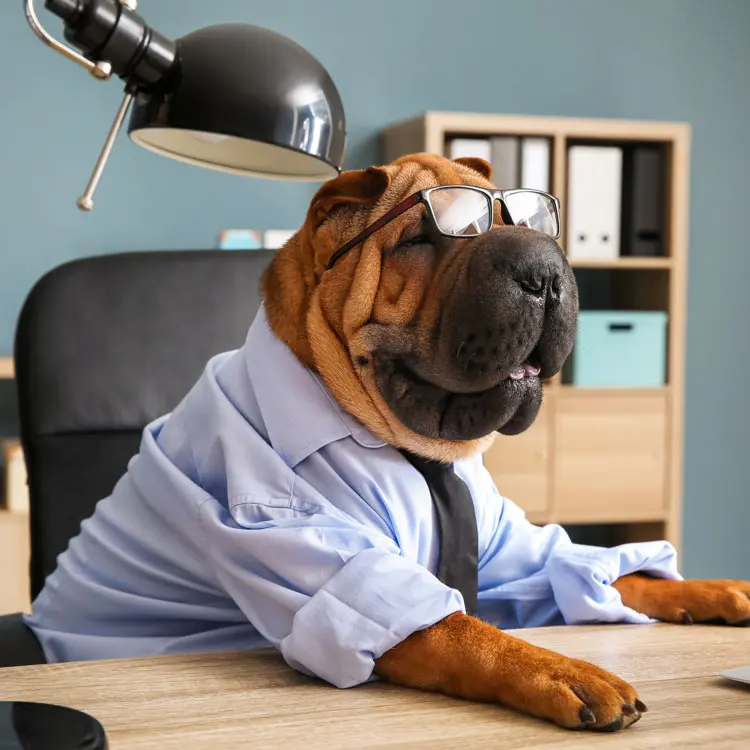 Shar Peï : préparer le choix d’une assurance santé