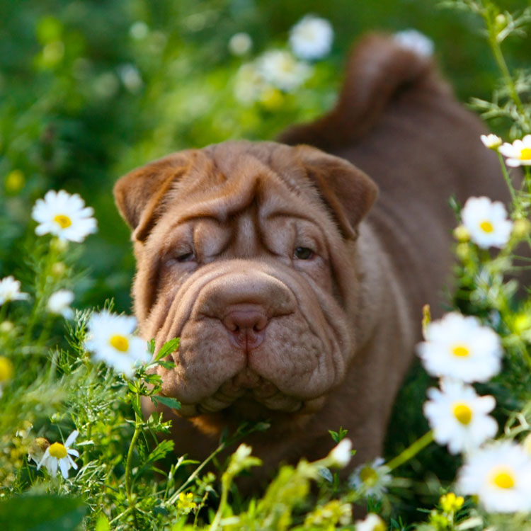 Shar Peï — vue complémentaire
